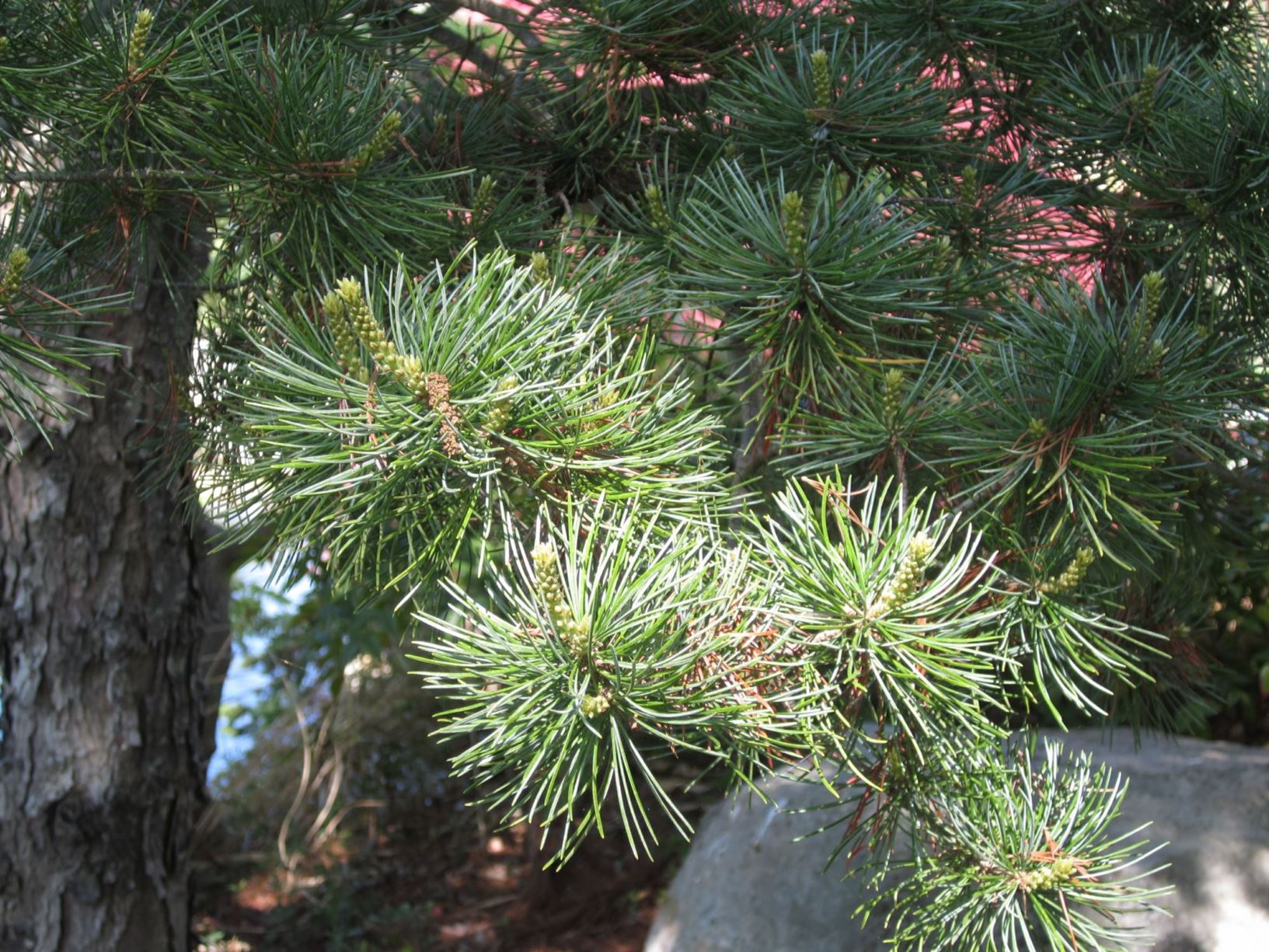 Pinus parviflora 'Gimborn's Pyramid' - Japanese white pine