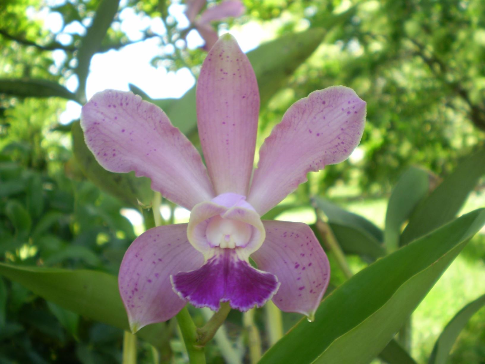 Cattleya Guttata Corsage Orchid Lewis Ginter Botanical Garden Richmond Virginia Usa 