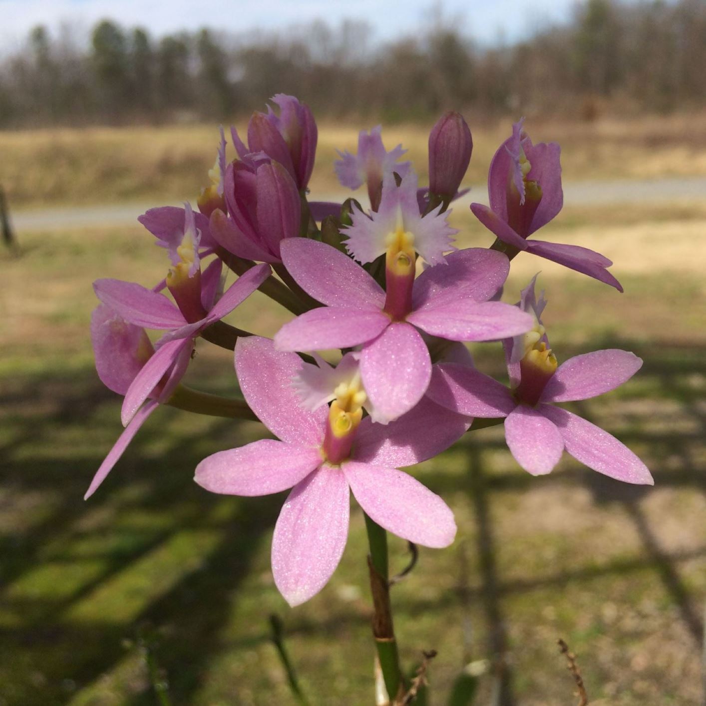 Epidendrum Miura Valley - orchid