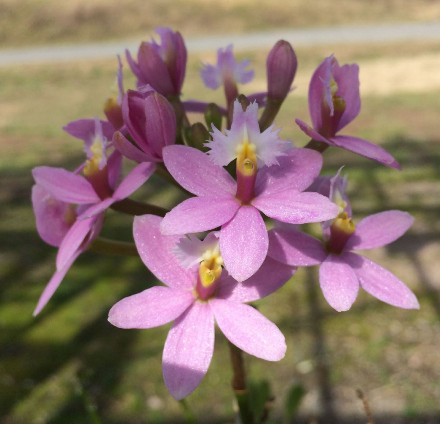 Epidendrum Miura Valley orchid Lewis Ginter Botanical Garden