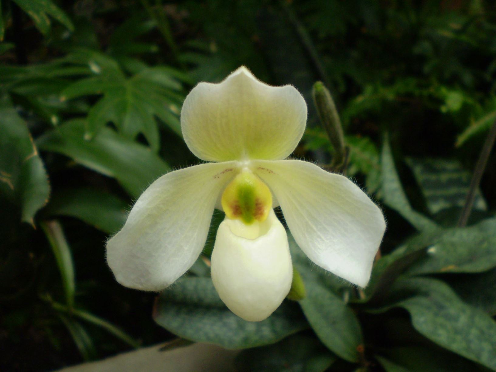 Paphiopedilum Deperle - slipper orchid