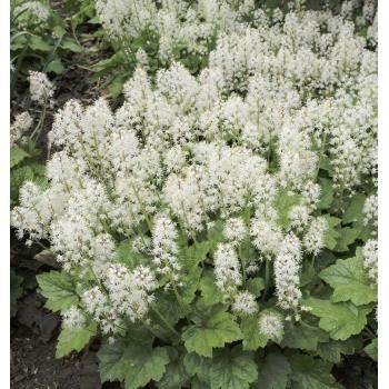 Tiarella 'Cascade Creeper' - foamflower
