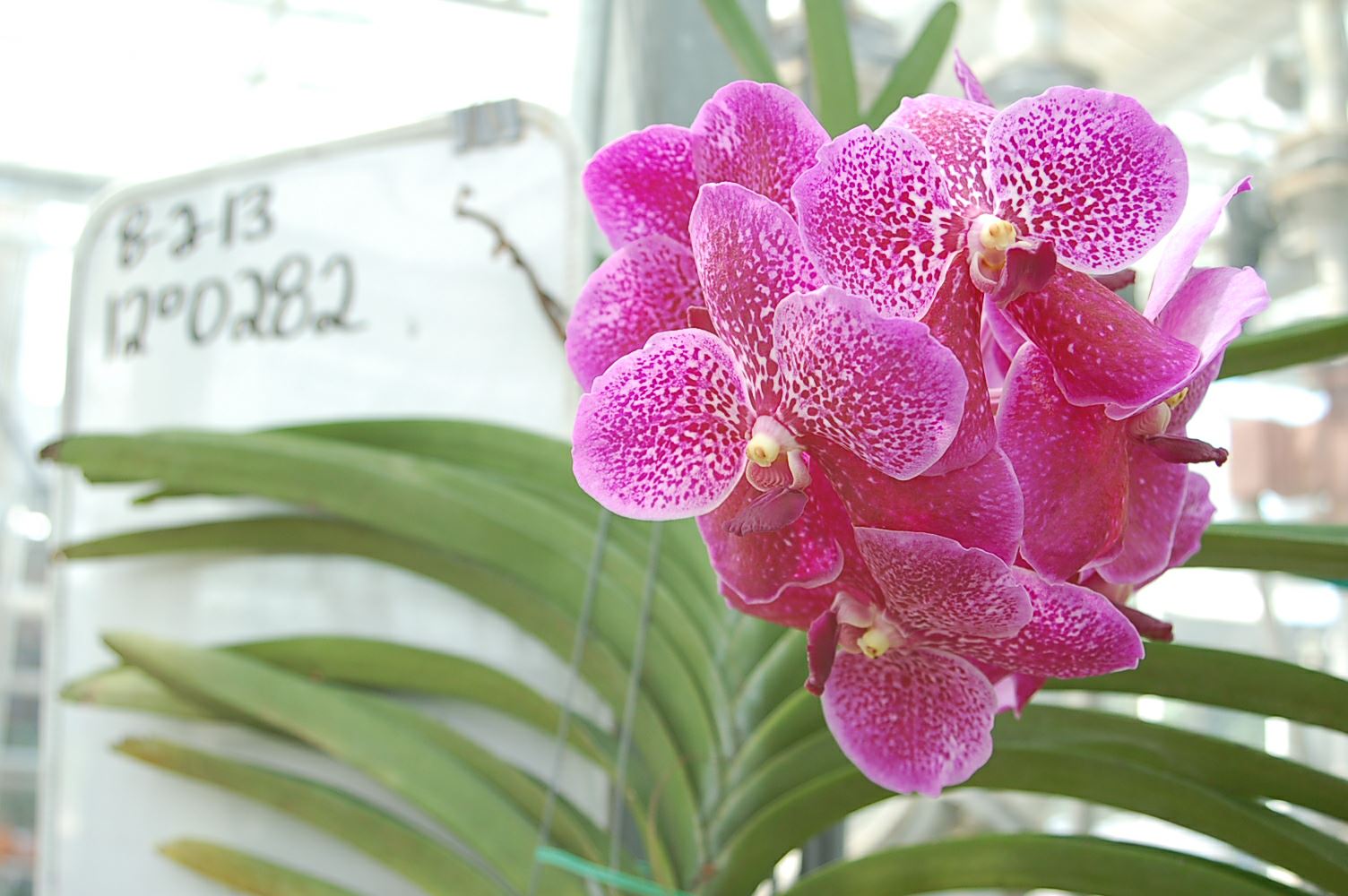 Vanda Robert's Delight '2000' - orchid