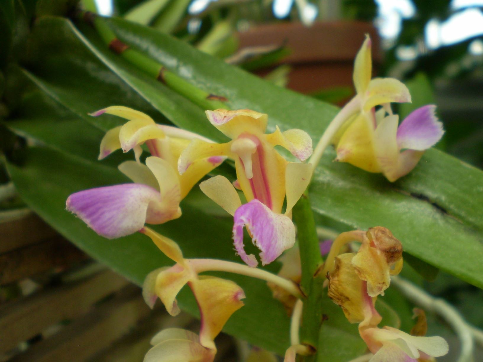 Aerides houlletiana - orchid