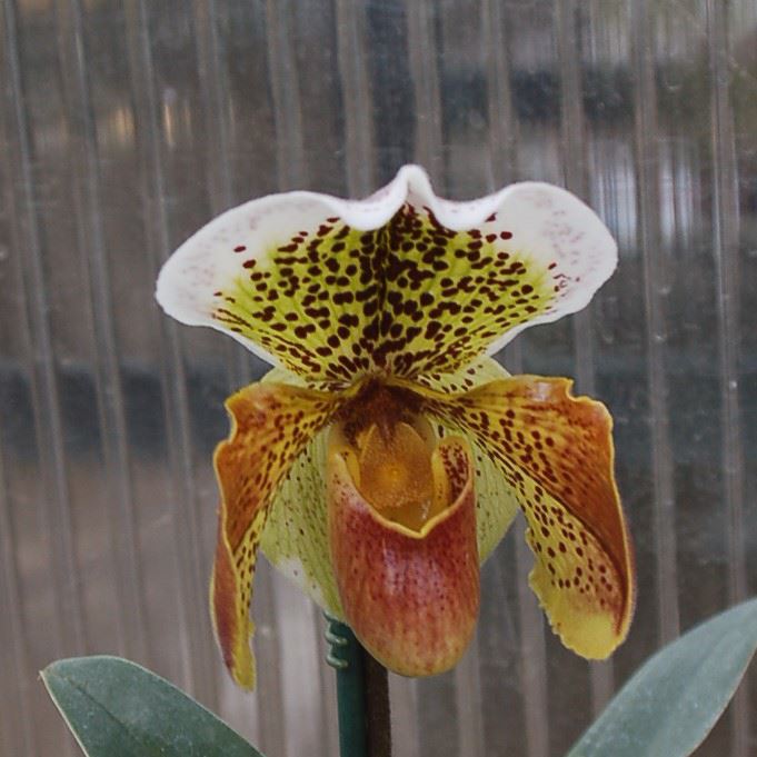 Paphiopedilum Hampshire Zoo - slipper orchid