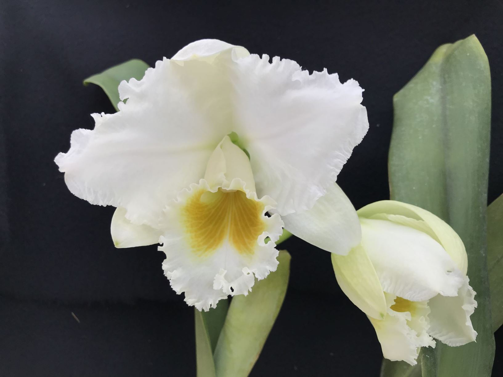 Rhyncholaeliocattleya Recordando en Blanco - corsage orchid