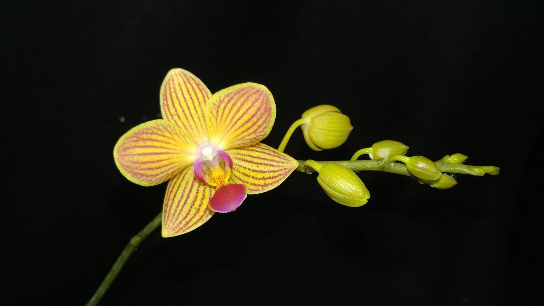 Phalaenopsis - moth orchid