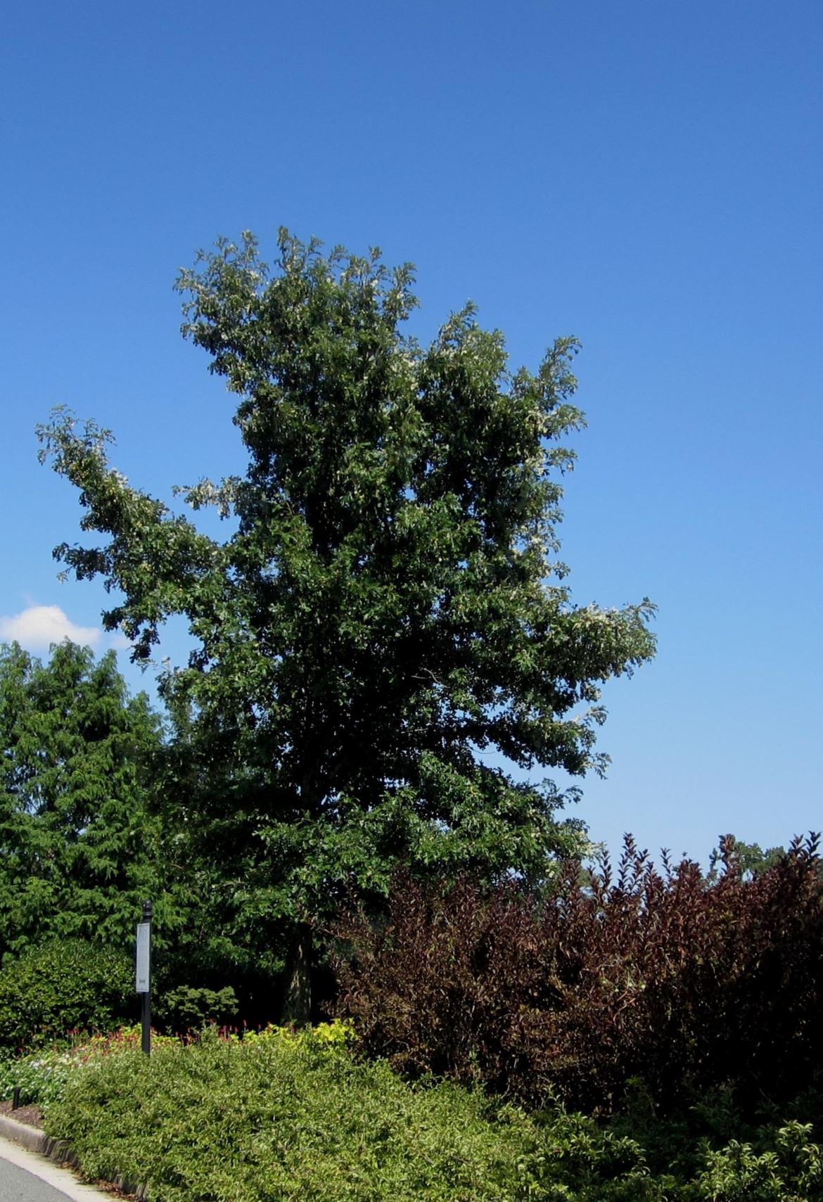 Quercus macrocarpa - bur oak | Lewis Ginter Botanical Garden - Richmond ...