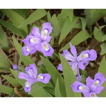 Iris cristata - dwarf crested iris, Evansia cristate