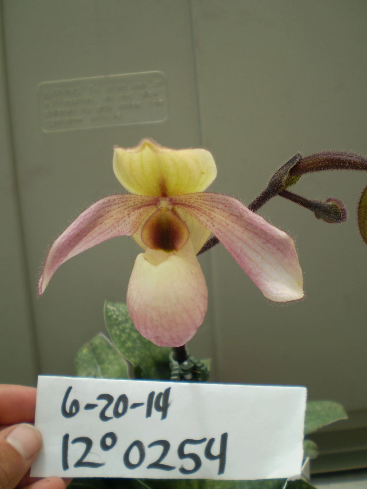 Paphiopedilum Pink Fred Slipper Orchid Lewis Ginter Botanical Garden Richmond Virginia Usa 