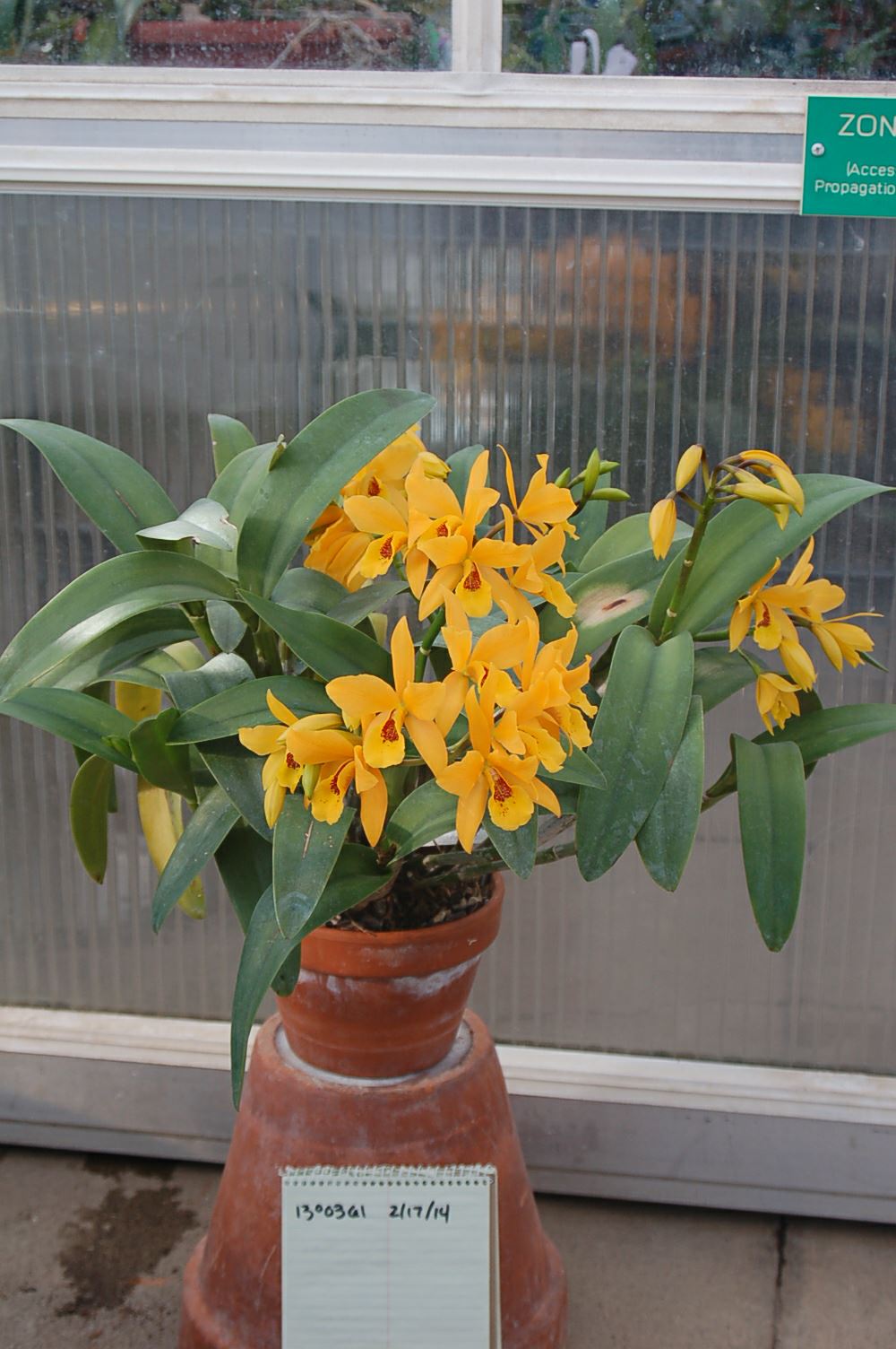 Cattlianthe Gold Digger 'Orglade's Mandarin' CCM/AOS - corsage orchid