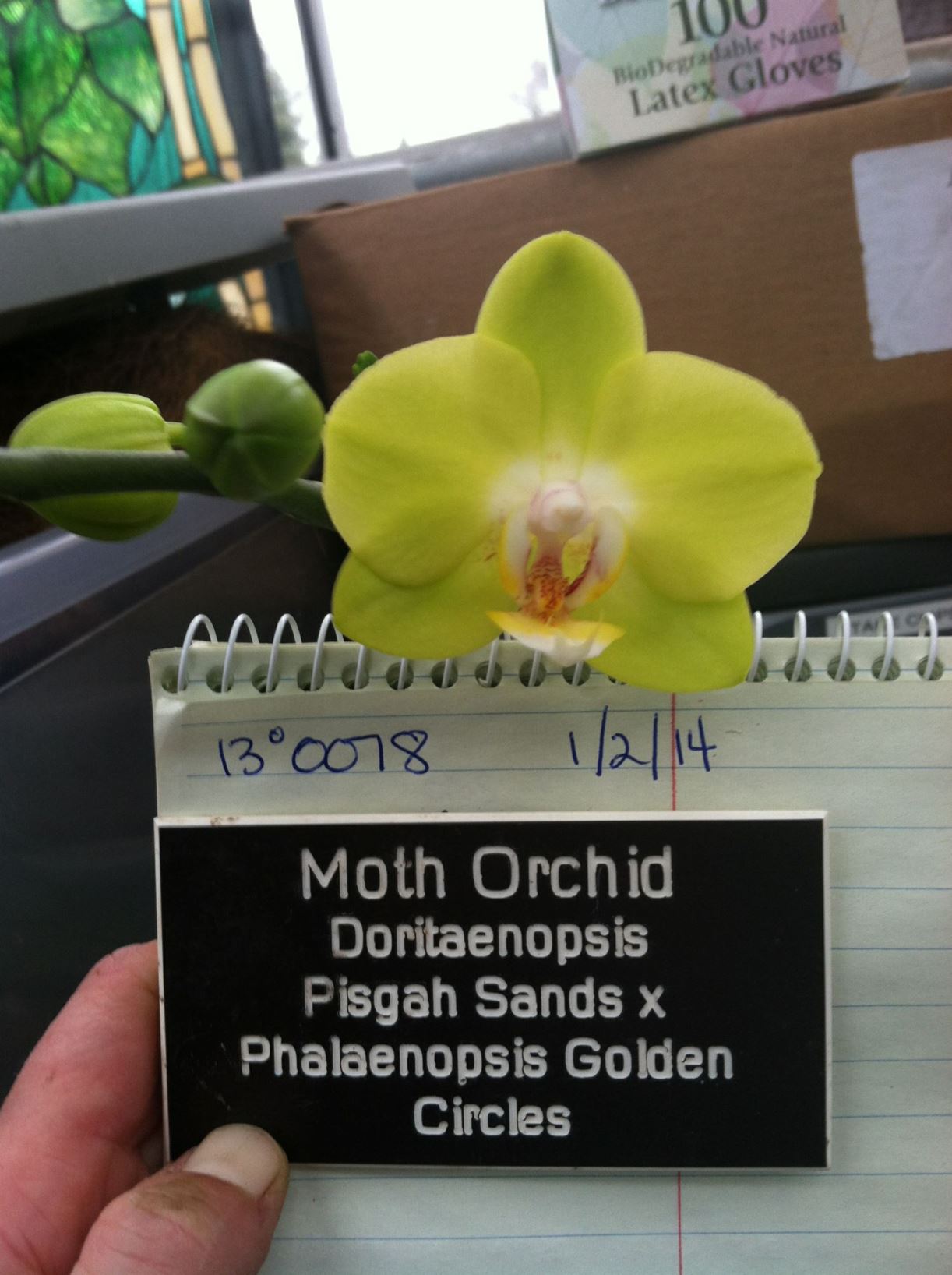 Phalaenopsis Pisgah Sands × P. Golden Circles - moth orchid