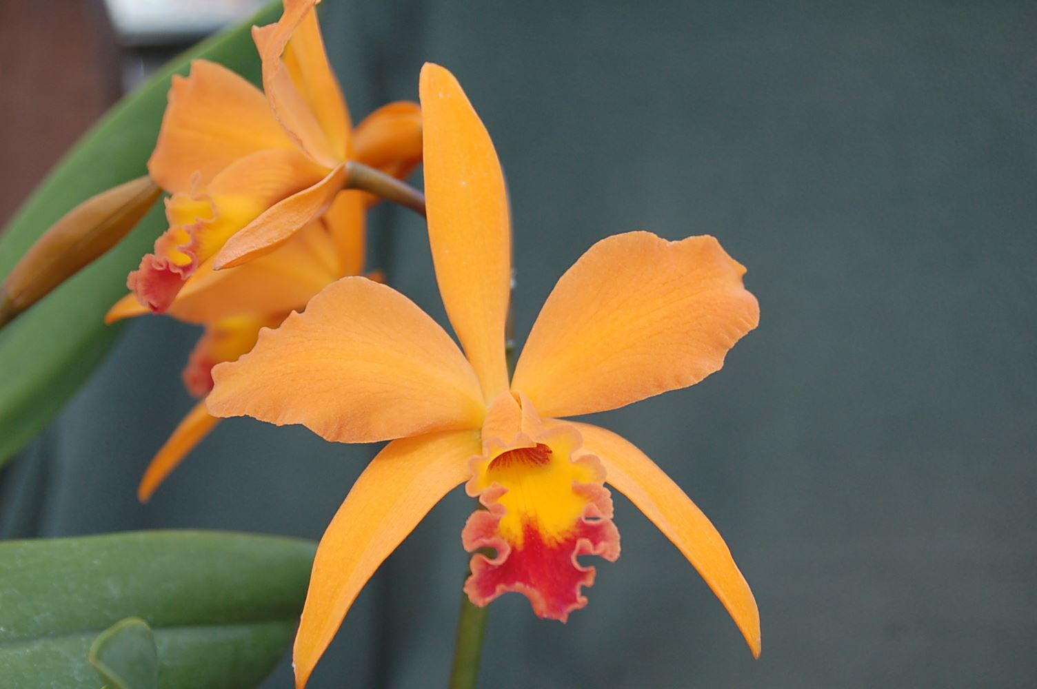 Cattlianthe Fire Island 'Fiery' CCM/AOS - corsage orchid