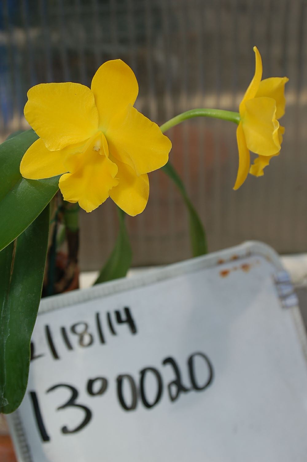 Rhyncattleanthe Free Spirit 'Linwood' - corsage orchid