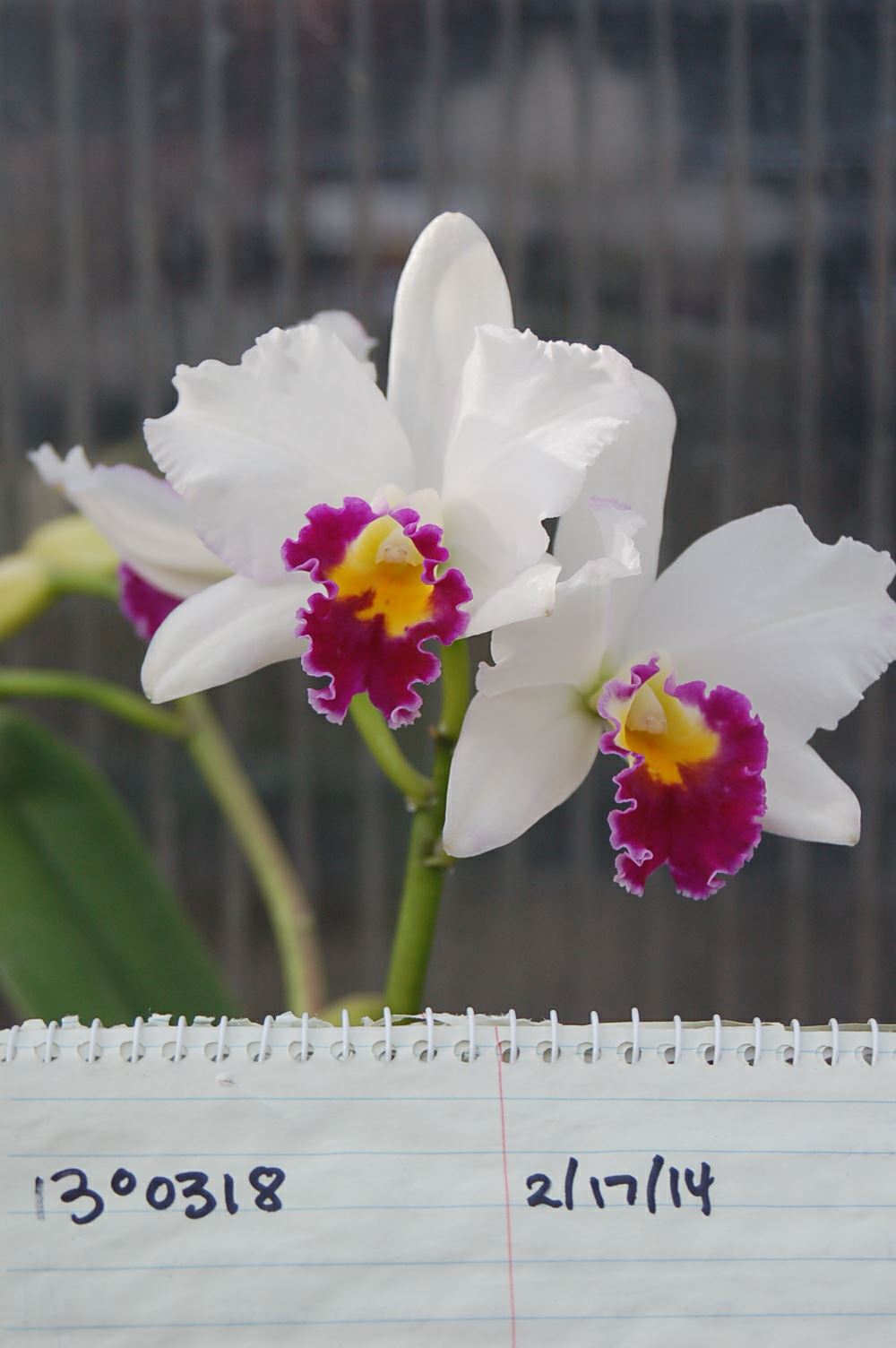 Rhyncattleanthe Hsinying Catherine 'Hakucho' - corsage orchid