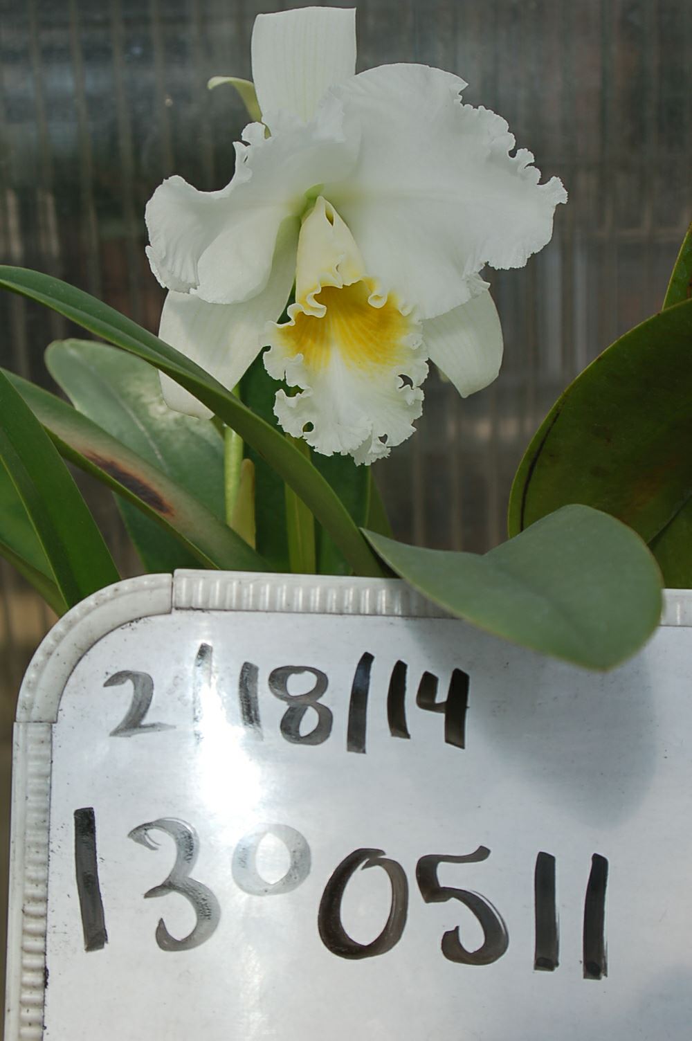 Cattleya Carl Hausermann - corsage orchid