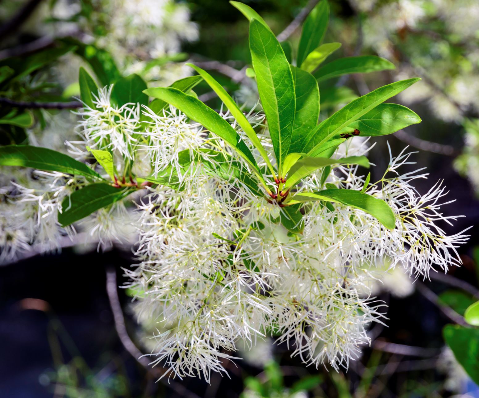 Chionanthus virginicus - fringe tree