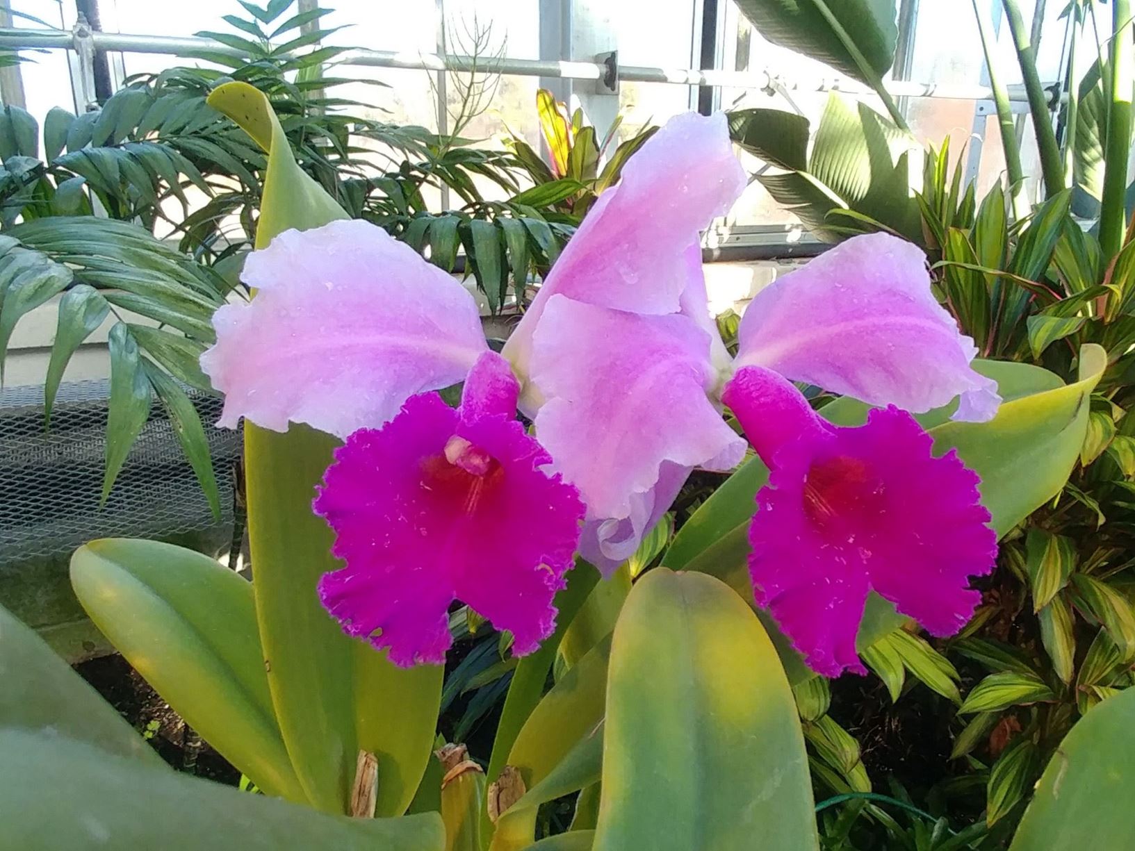 Cattleya Julie Lawrence - corsage orchid