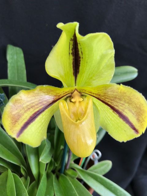 Paphiopedilum Winter Spirit - slipper orchid