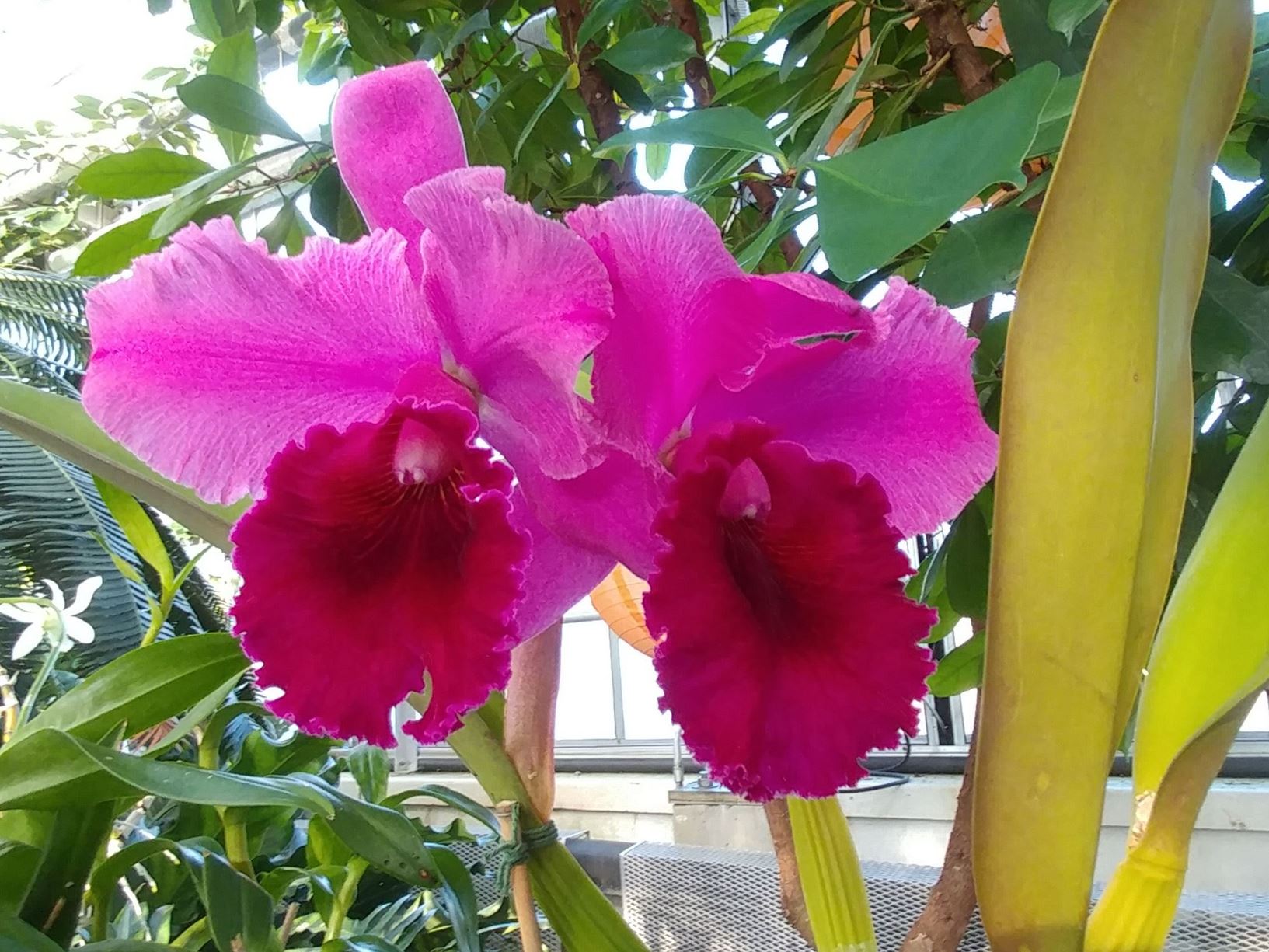 Rhyncholaeliocattleya Dean Martin 'Gigas' - corsage orchid