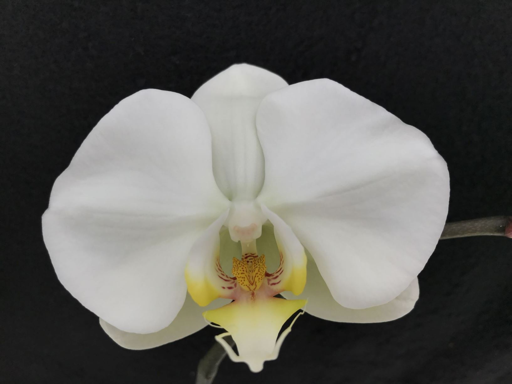 Phalaenopsis Sogo Yukidian 'V3' - moth orchid