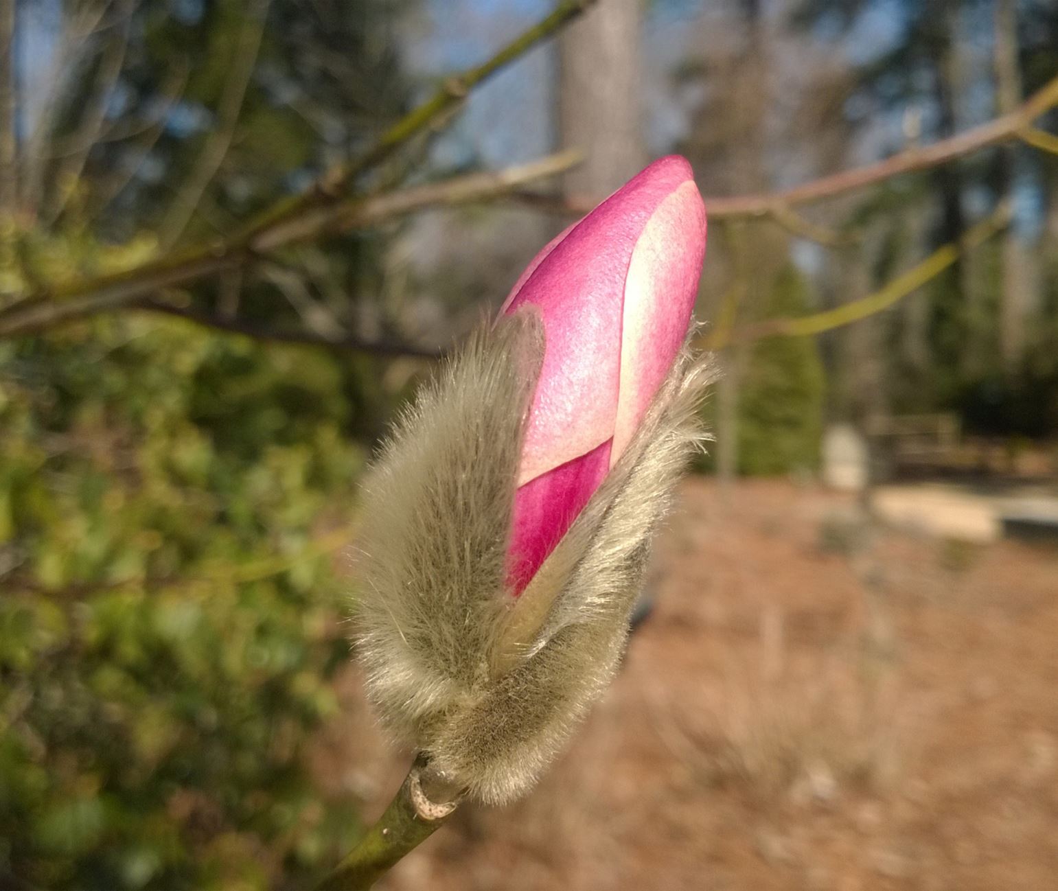 Magnolia amoena - beautiful magnolia