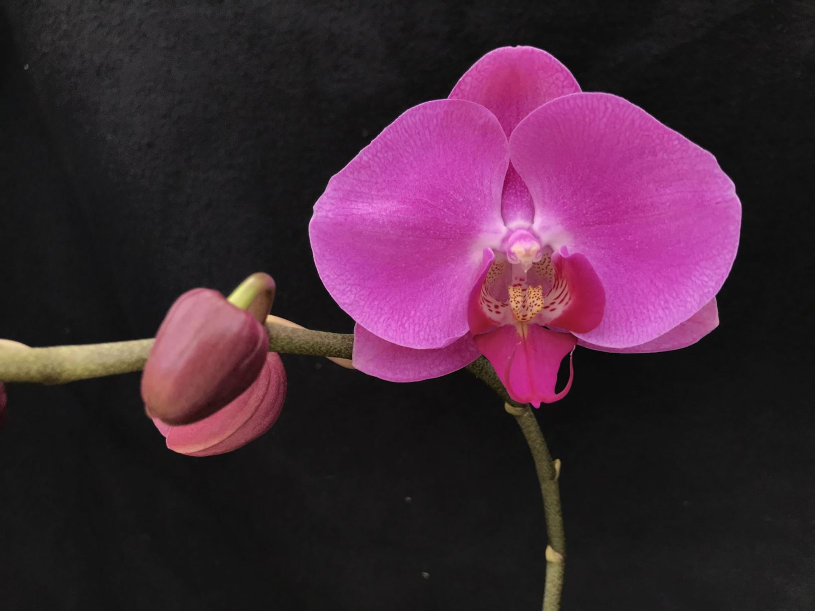 Phalaenopsis Ching Ann Davis - moth orchid