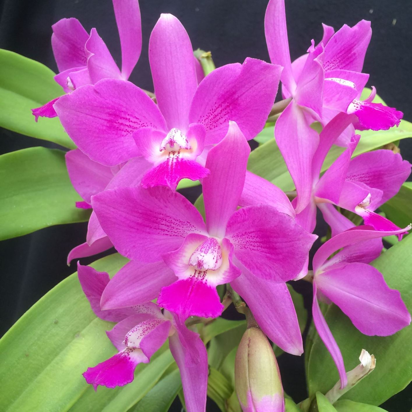 Caulocattleya Ethels Paradise 'Hawaii' - corsage orchid, Orchid