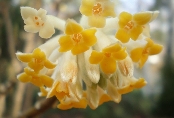 Edgeworthia chrysantha 'Gold Rush' - golden paperbush