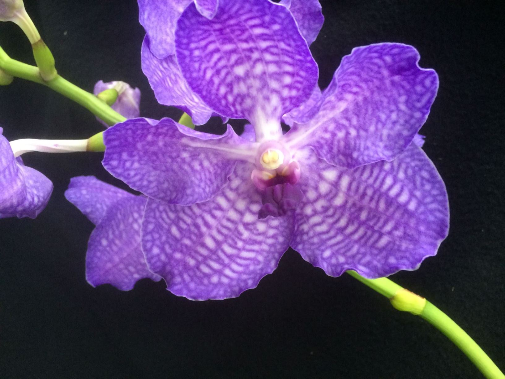Vanda Pakchong Blue - orchid