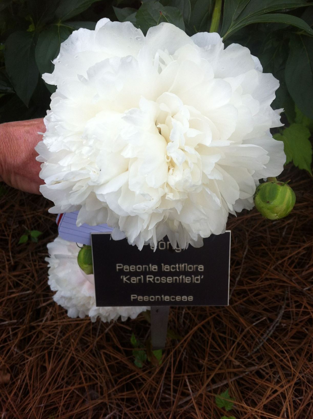 Paeonia lactiflora 'Karl Rosenfield' - herbaceous peony