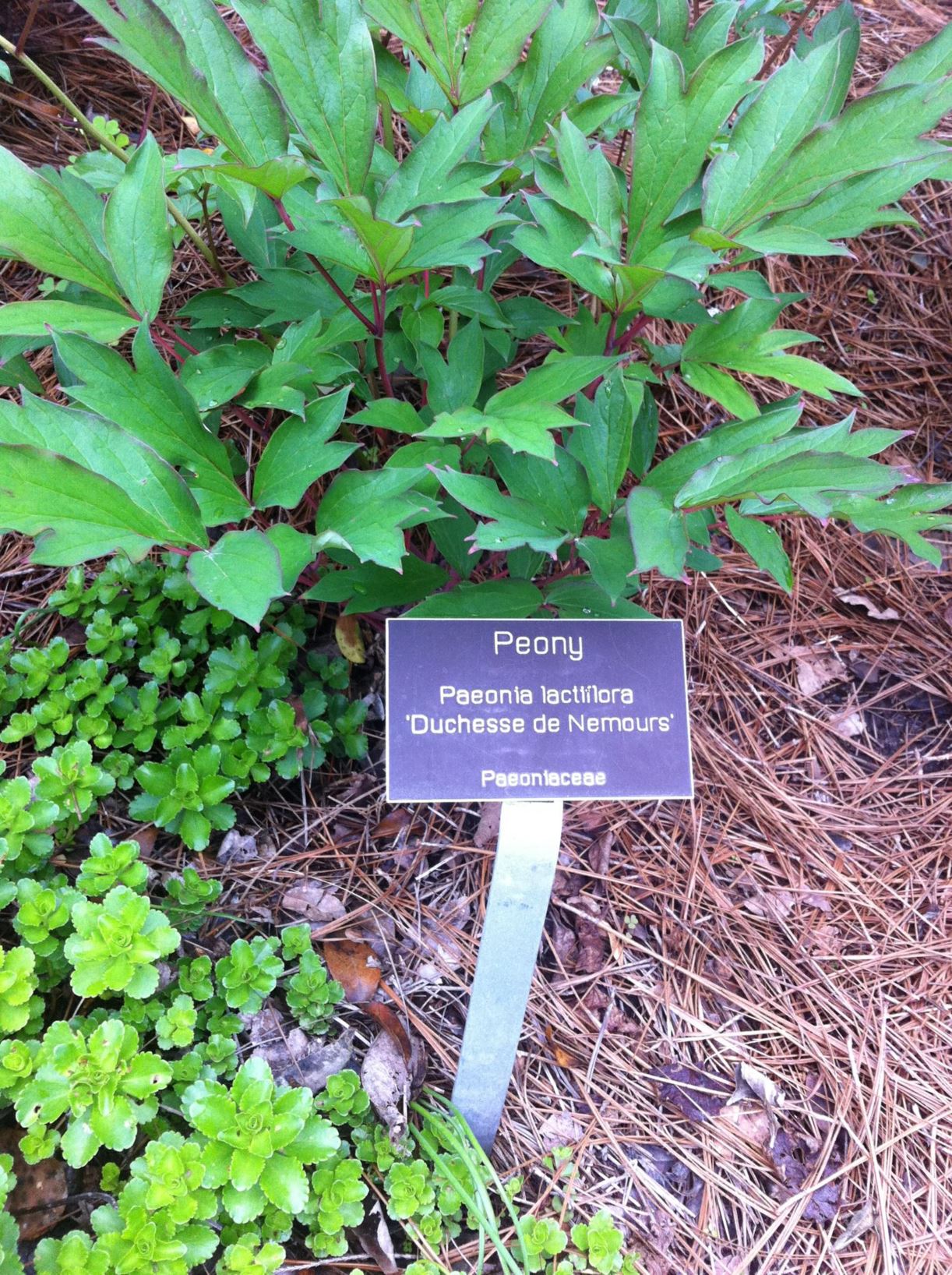 Paeonia lactiflora (Lactiflora Group) 'Duchesse de Nemours' - peony