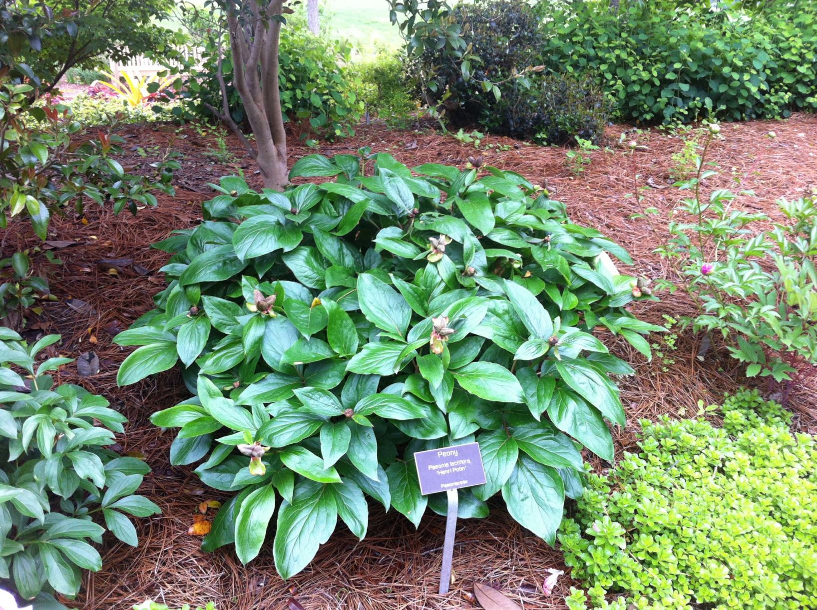 Paeonia lactiflora 'Henri Potin' - herbaceous peony