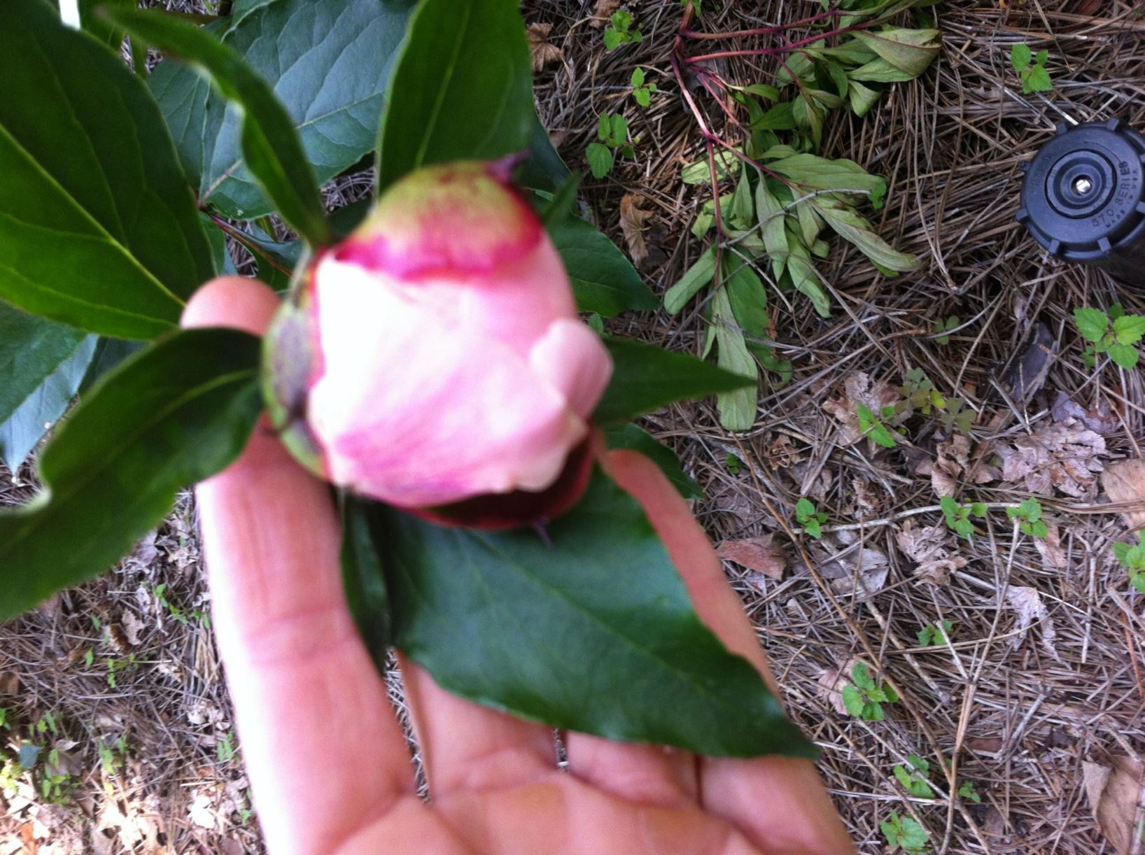 Paeonia lactiflora 'Steve's Choice' - peony