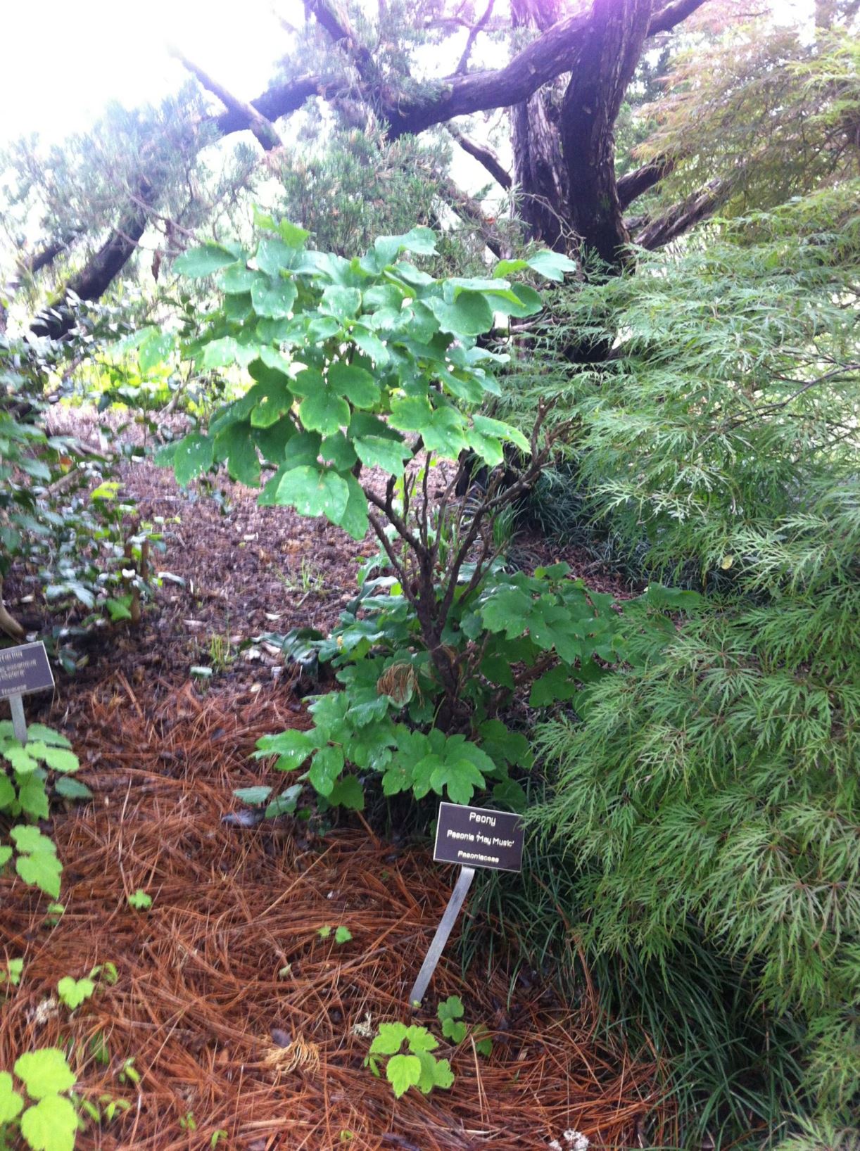 Paeonia lactiflora 'May Music' - herbaceous peony