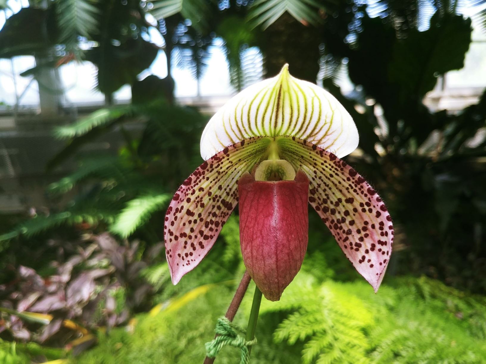 Paphiopedilum Montera Vogue - slipper orchid