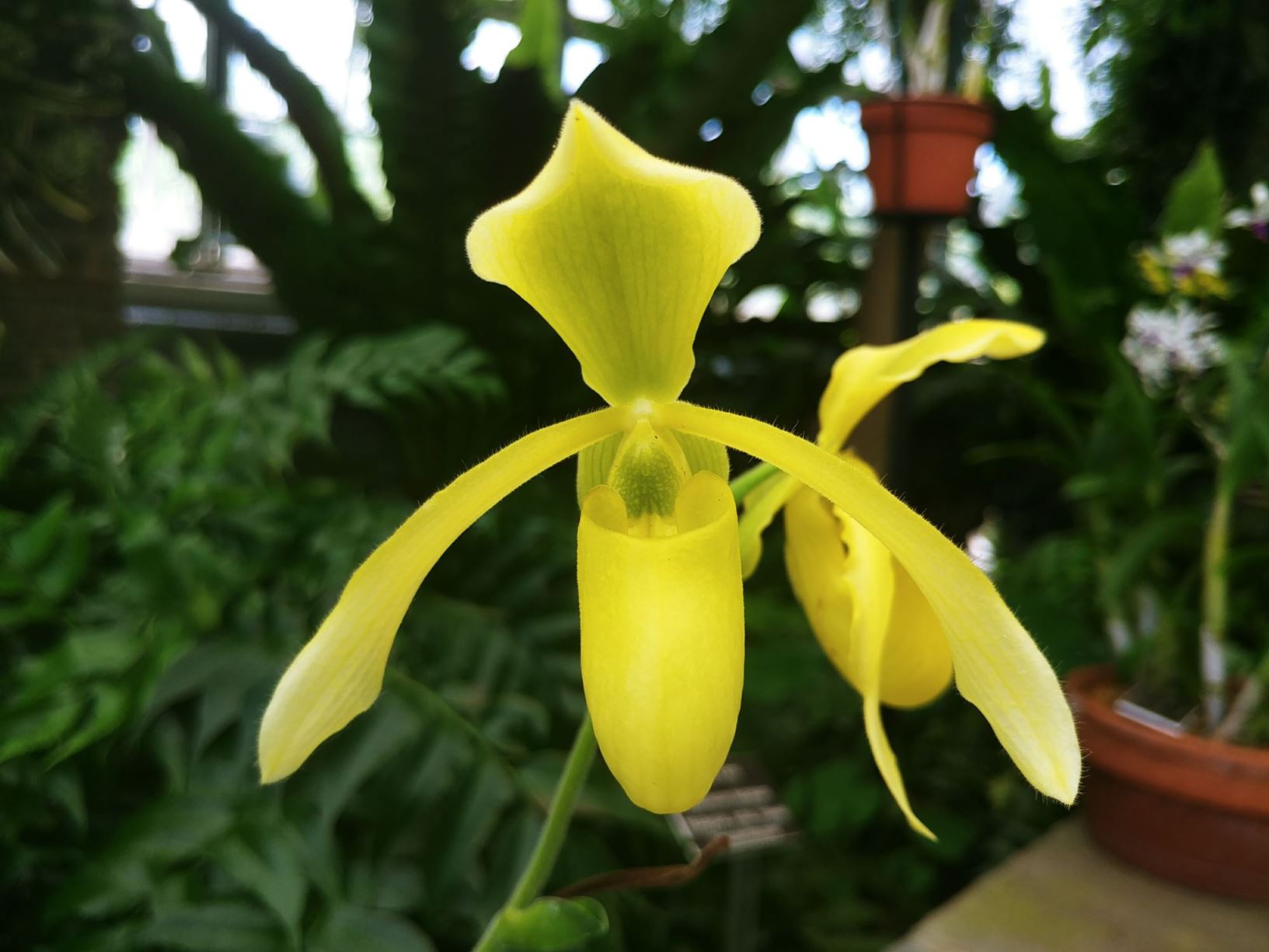 Paphiopedilum Henrietta Fujiwara - slipper orchid