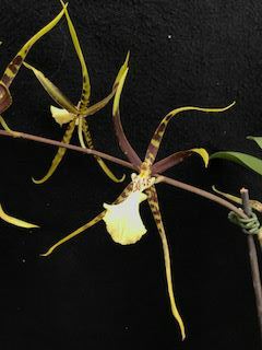 Brassidium Fly Away 'Miami' HCC/AOS - orchid, spider orchid
