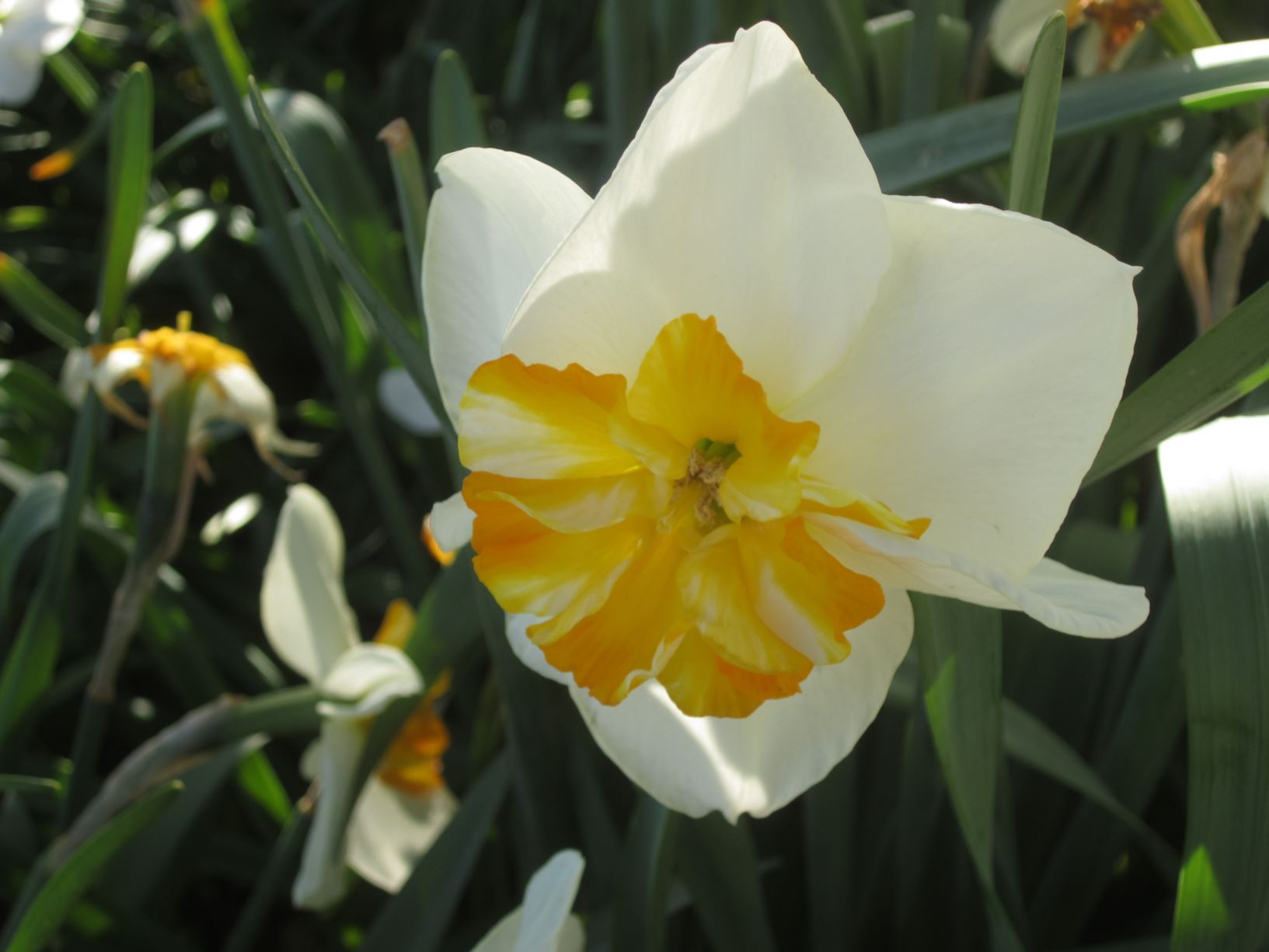 Narcissus 'Lemon Beauty' - split corona daffodil