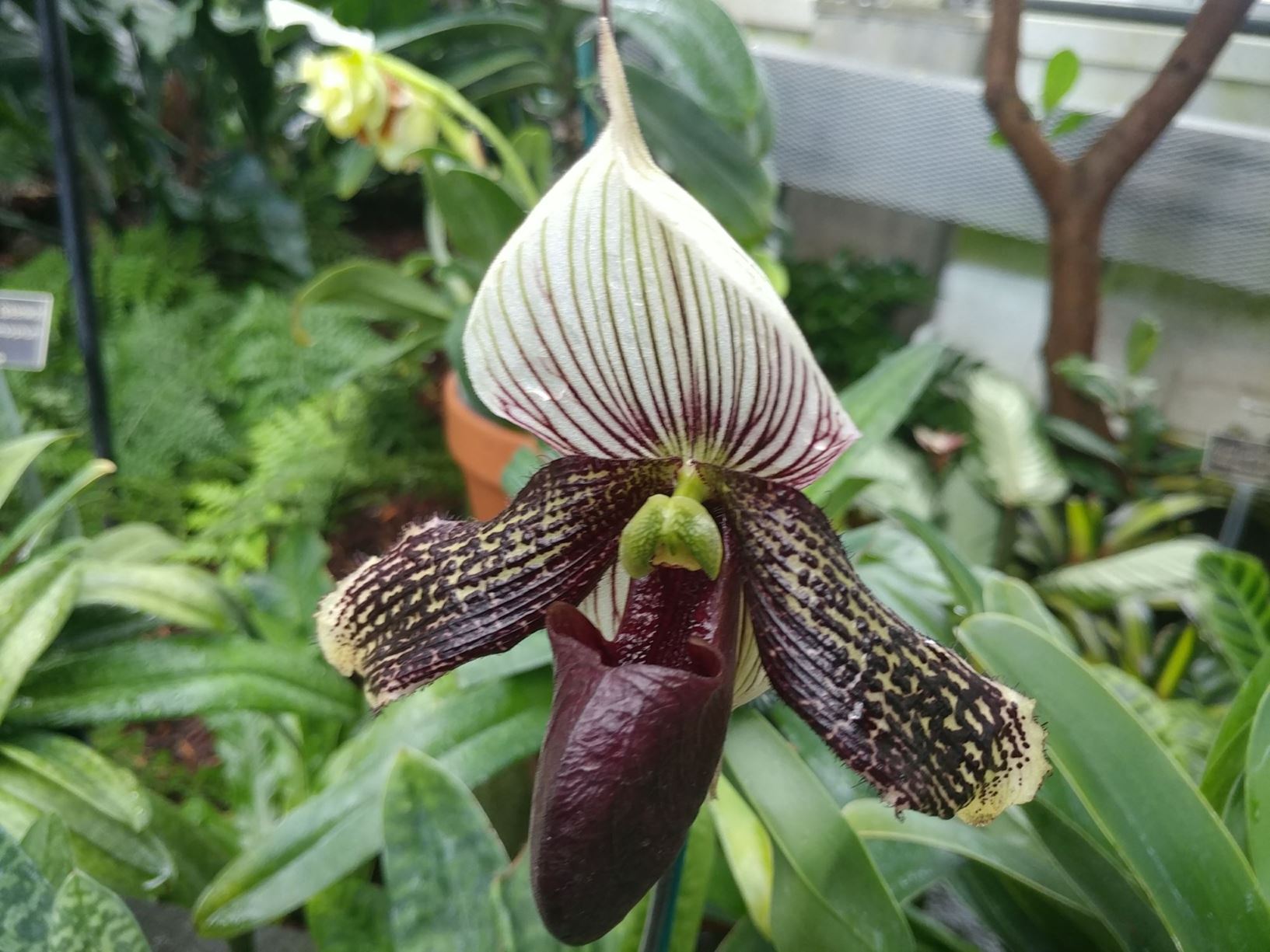 Paphiopedilum Macabre Love - sipper orchid