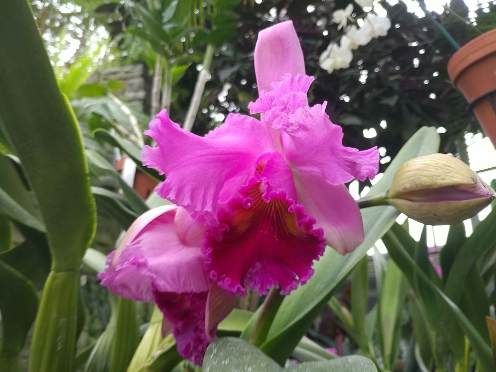 Cattleya Irene Finney 'Ingrid' HCC/AOS - Corsage Orchid | Lewis Ginter ...