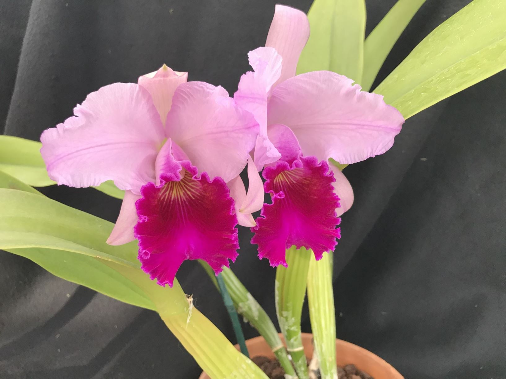 Cattleya Priscilla Presley Corsage Orchid Lewis Ginter Botanical Garden Richmond Virginia 