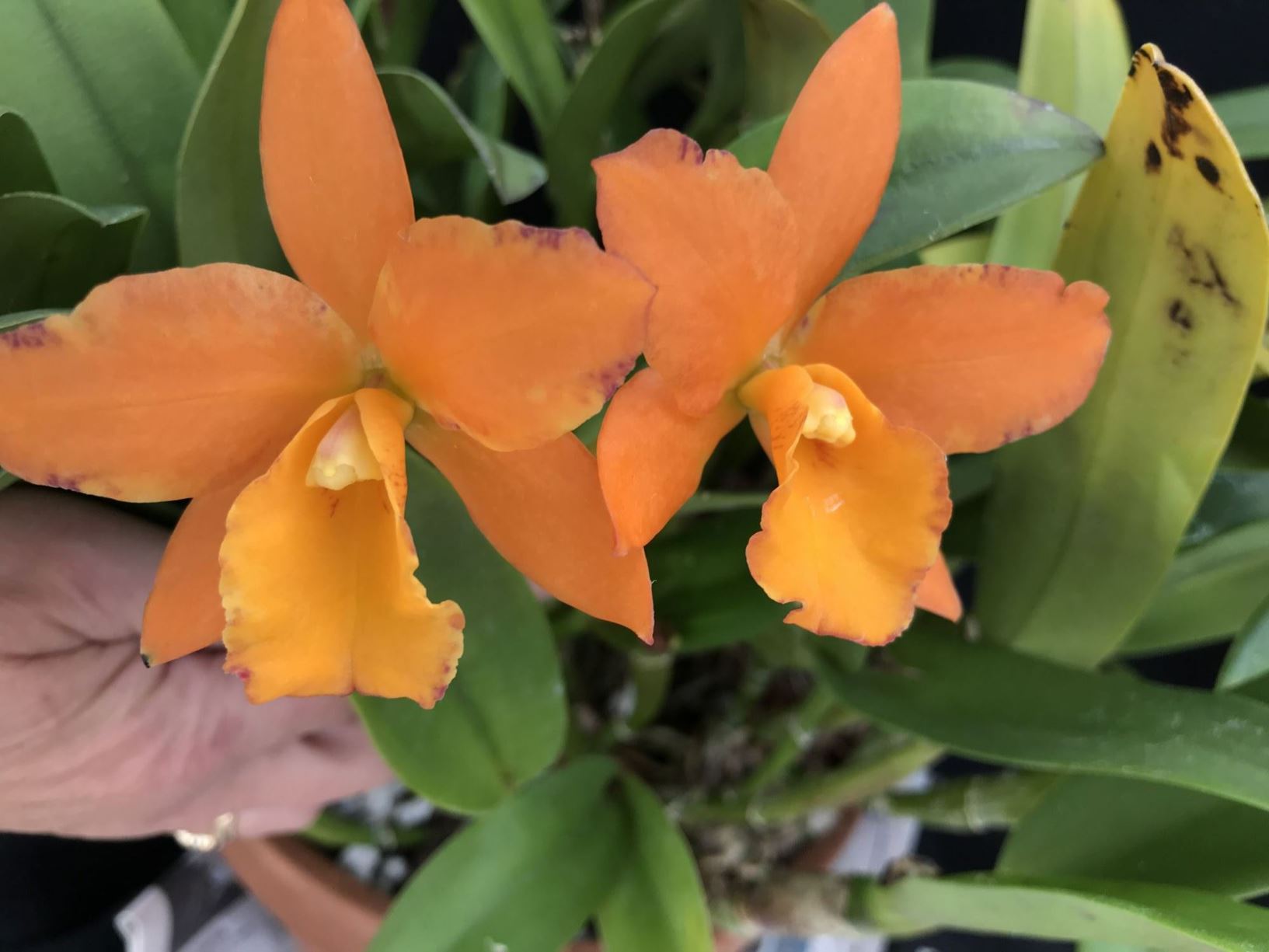 Rhyncattleanthe Fuchs Orange Nuggett 'Lea' - corsage orchid