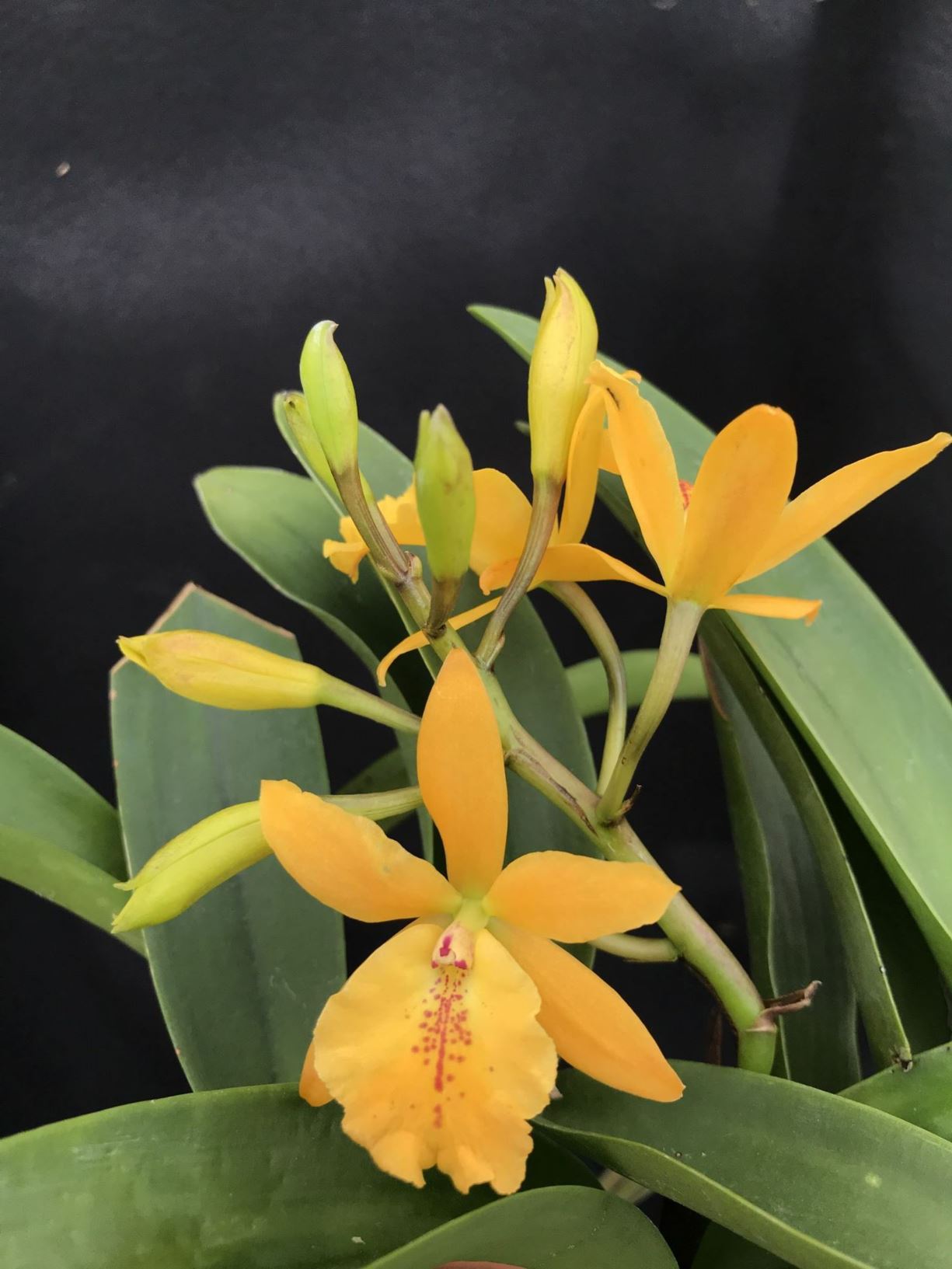 Epicatanthe Don Herman orchid Lewis Ginter Botanical Garden