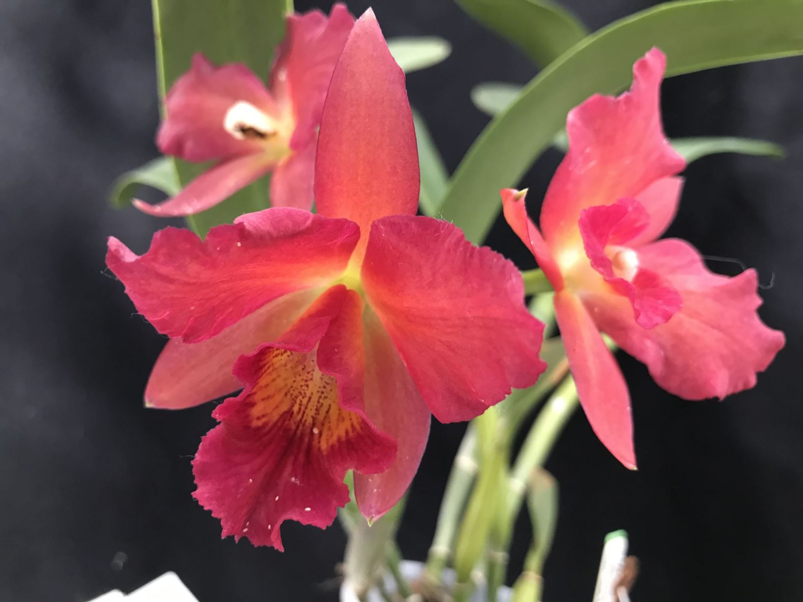 Cattlianthe Rajah's Ruby 'Sweetheart' HCC/AOS - corsage orchid