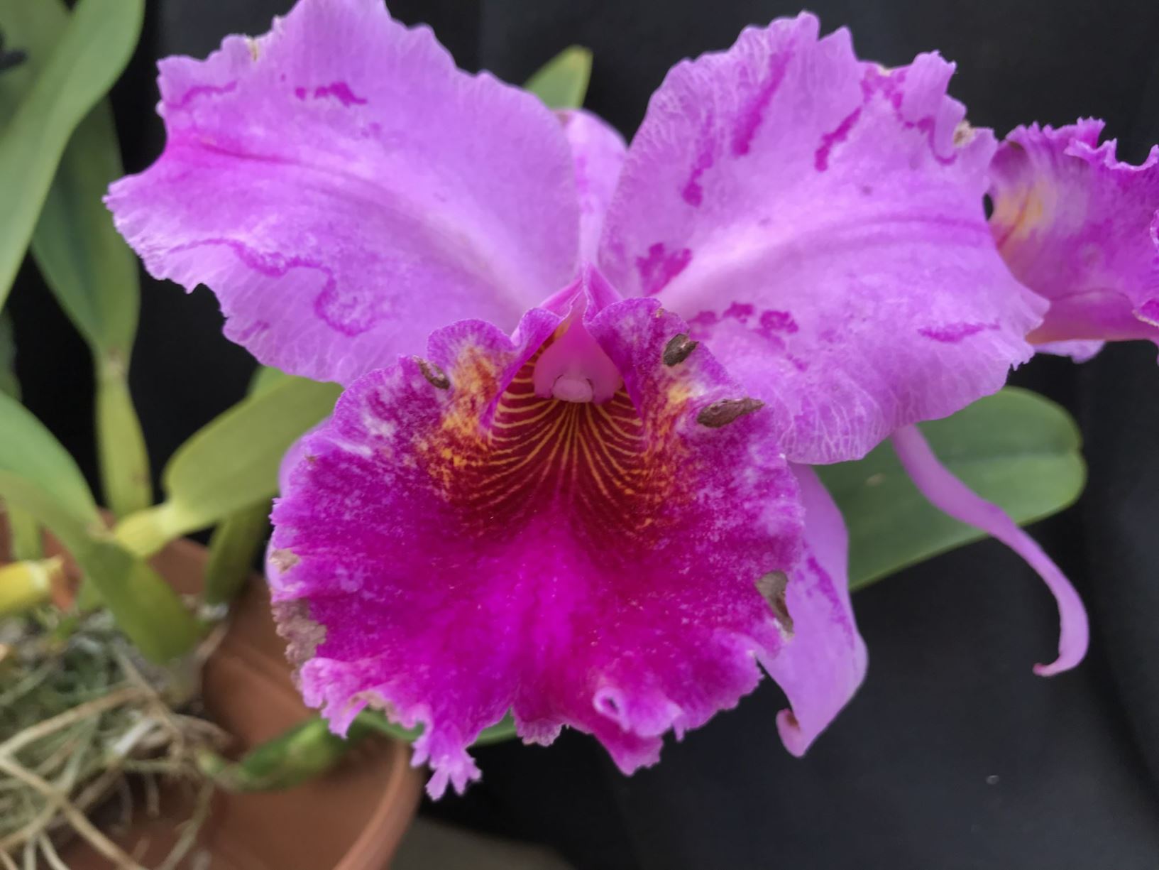Cattleya Carl Bornshine - corsage orchid
