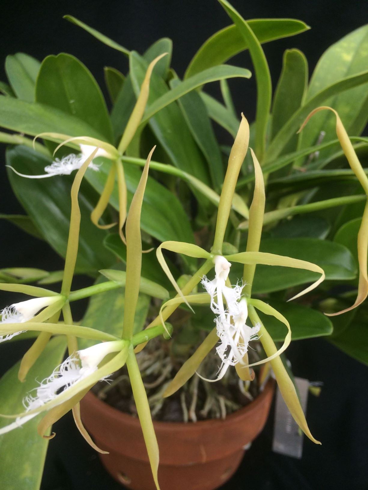 Epidendrum ciliare - orchid