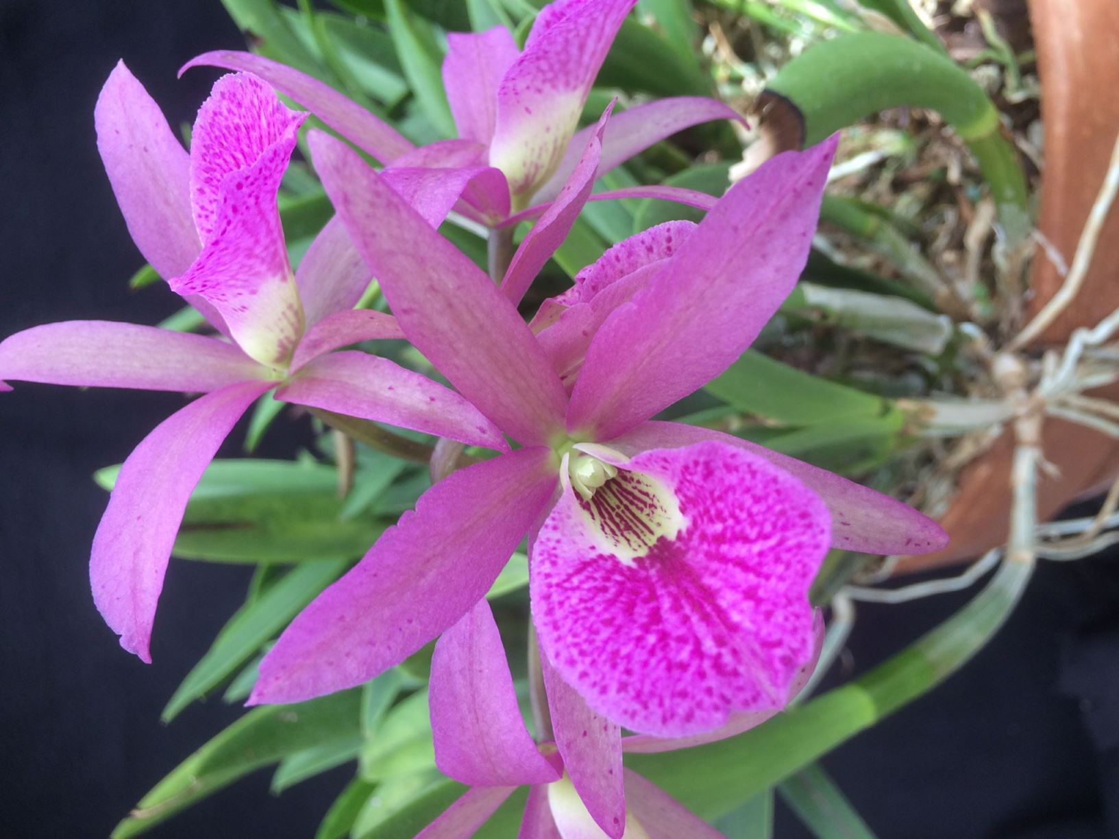 Brassanthe Maikai - Orchid | Lewis Ginter Botanical Garden - Richmond