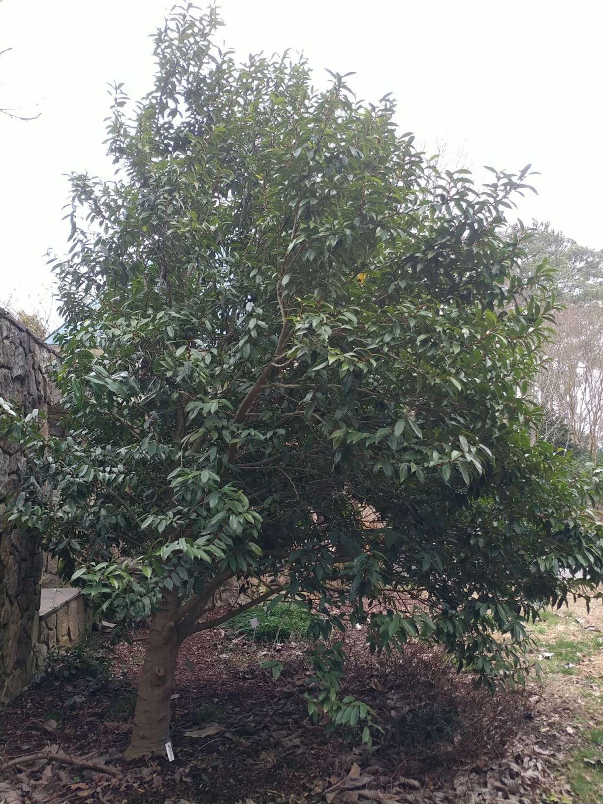 Magnolia figo var. skinneriana × crassipes - hybrid magnolia