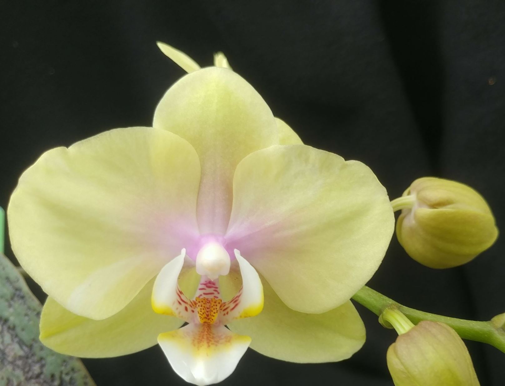 Phalaenopsis Sogo Romantic - moth orchid